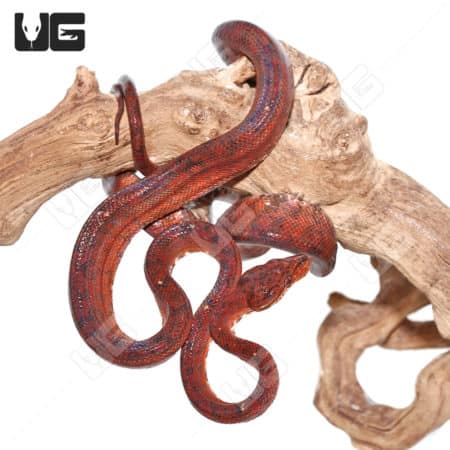 Female Red Amazon Tree Boas (Corallus hortulanus)