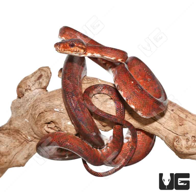 Baby Candy Cane Amazon Tree Boas For Sale Underground Reptiles