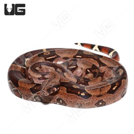Adult Male High Pink Aberrant Guyana Redtail Boa (Boa c. constrictor)