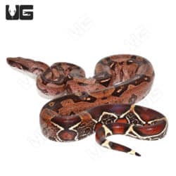Adult Male High Pink Aberrant Guyana Redtail Boa (Boa c. constrictor)