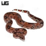 Adult Male High Pink Aberrant Guyana Redtail Boa (Boa c. constrictor)