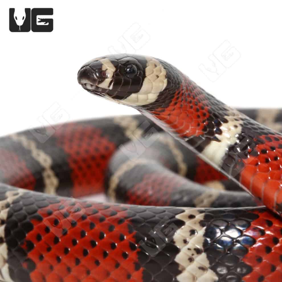 Adult Stuarts Milksnakes For Sale - Underground Reptiles