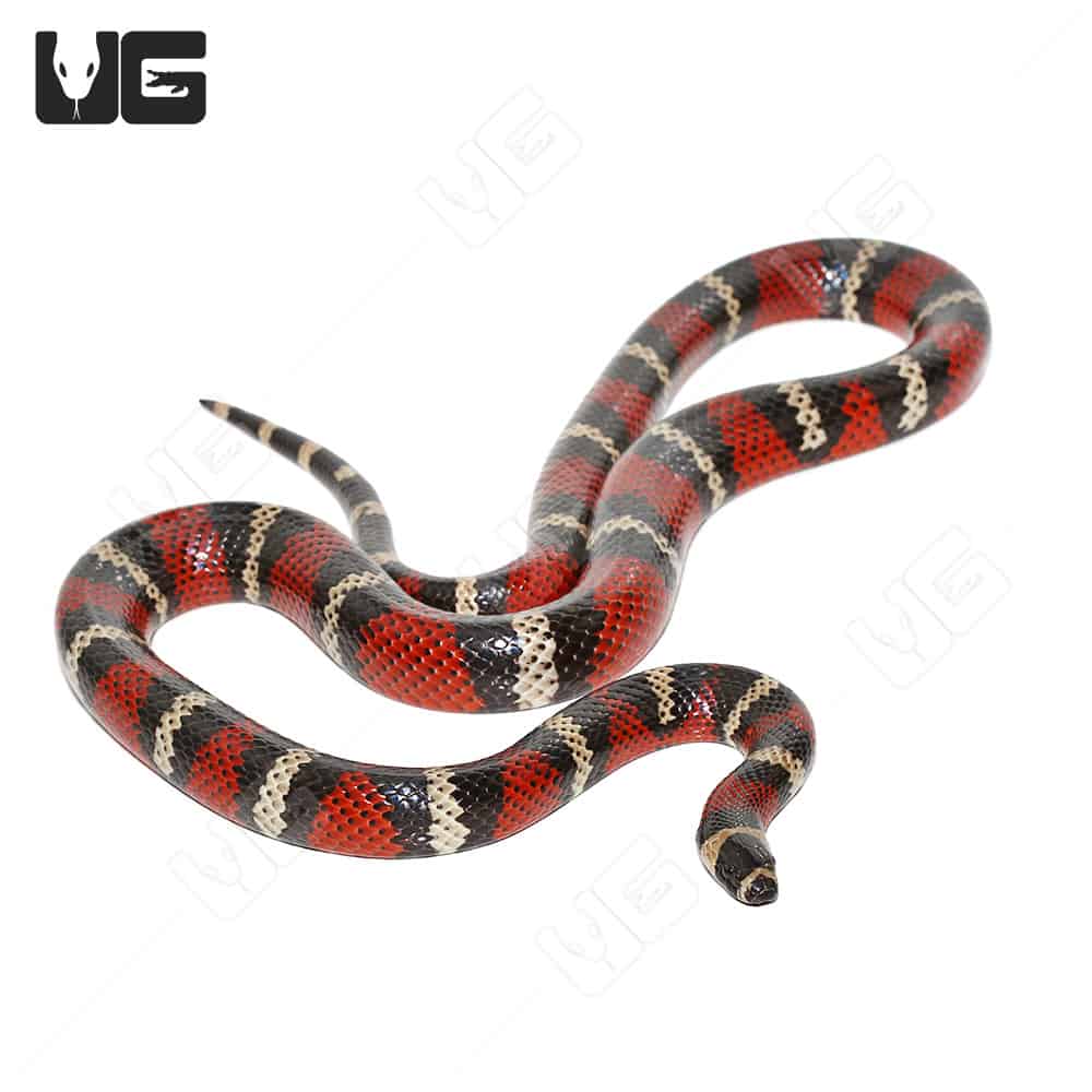 Husbandry Handbook: Milk snake - Lampropeltis triangulum ssp.