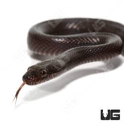 African Black House Snakes (Lamprophis fuliginosus)