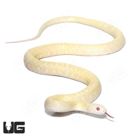 Albino Japanese Ratsnake (Elaphe Climacophora) For Sale - Underground Reptiles