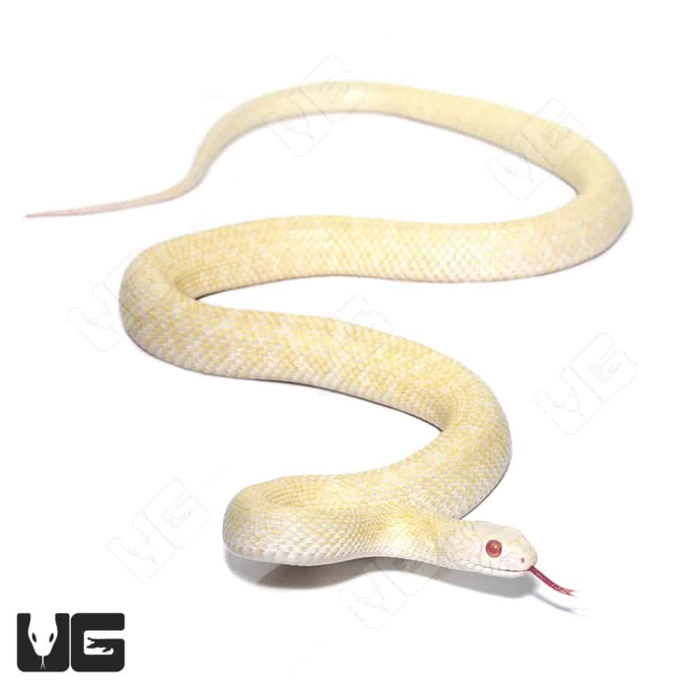 golden-bellied-snake-for-sale-underground-reptiles