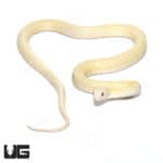 Albino Japanese Ratsnake (Elaphe Climacophora) For Sale - Underground Reptiles