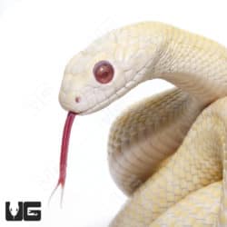 Albino Japanese Ratsnake (Elaphe Climacophora) For Sale - Underground Reptiles