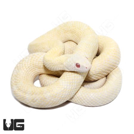 Albino Japanese Ratsnake (Elaphe Climacophora) For Sale - Underground Reptiles