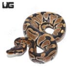 Baby Ball Pythons (Python regius) For Sale - Underground Reptiles