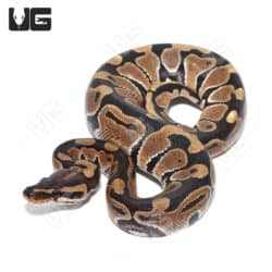 Baby Ball Pythons (Python regius) For Sale - Underground Reptiles