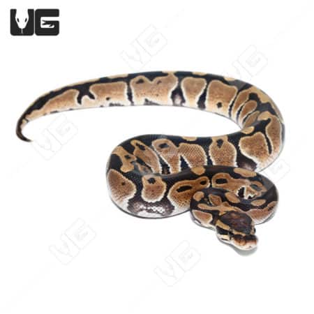Baby Ball Pythons (Python regius) For Sale - Underground Reptiles