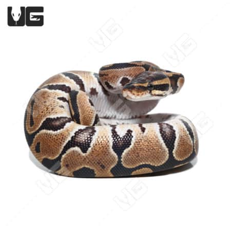 Baby Ball Pythons (Python regius) For Sale - Underground Reptiles