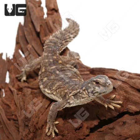 Baby Egyptian Uromastyx (Uromastyx aegyptia)