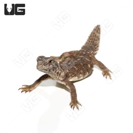 Baby Egyptian Uromastyx (Uromastyx aegyptia)