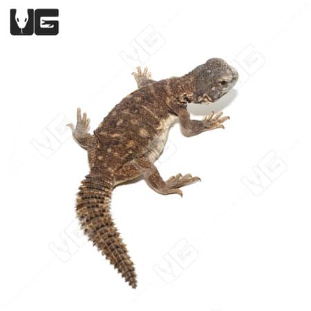 Baby Egyptian Uromastyx (Uromastyx aegyptia)