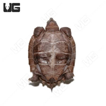 Baby Giant Asian Pond Turtles (Heosemys grandis) For Sale - Underground Reptiles