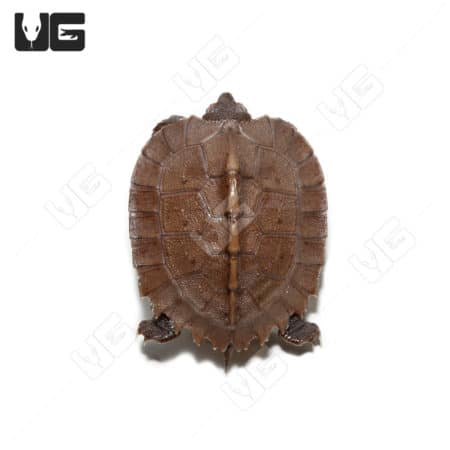 Baby Giant Asian Pond Turtles (Heosemys grandis) For Sale - Underground Reptiles