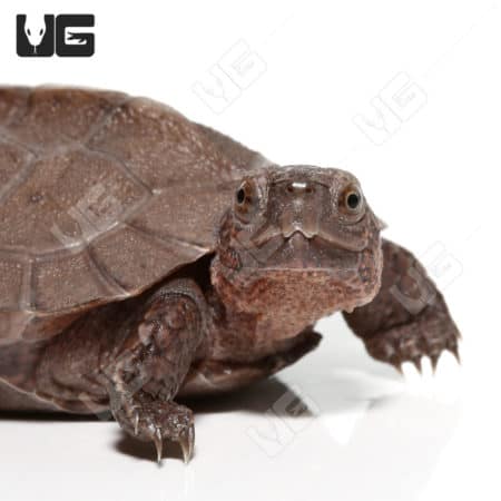 Baby Giant Asian Pond Turtles (Heosemys grandis) For Sale - Underground Reptiles