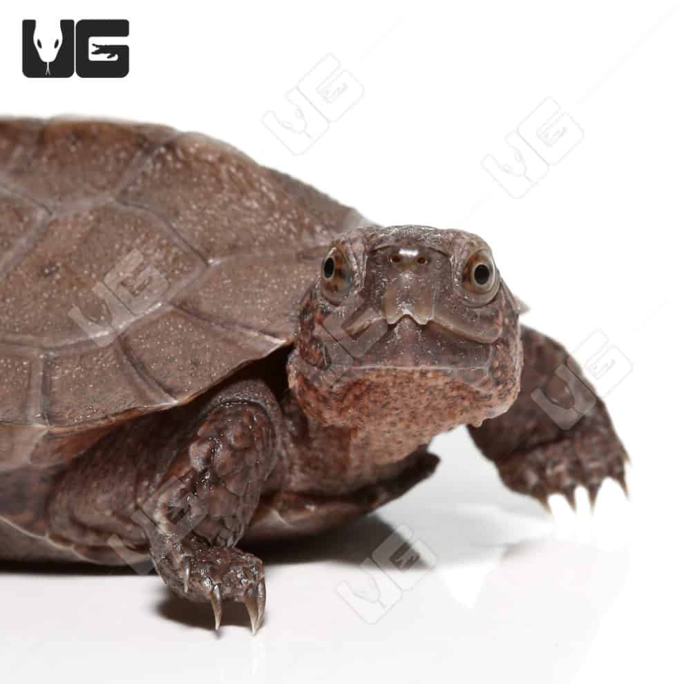 Baby Giant Asian Pond Turtles For Sale - Underground Reptiles