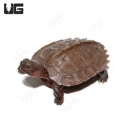 Baby Giant Asian Pond Turtles (Heosemys grandis) For Sale - Underground Reptiles