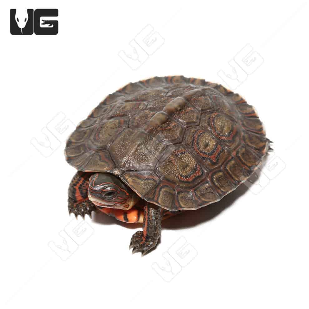 Yearling Central American Wood Turtles For Sale - Underground Reptiles