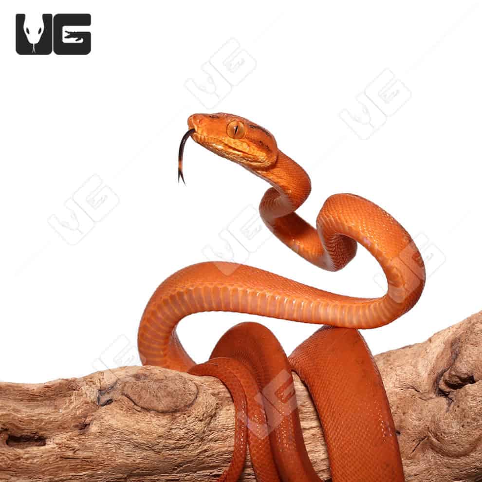 Baby Amazon Tree Boas For Sale Underground Reptiles