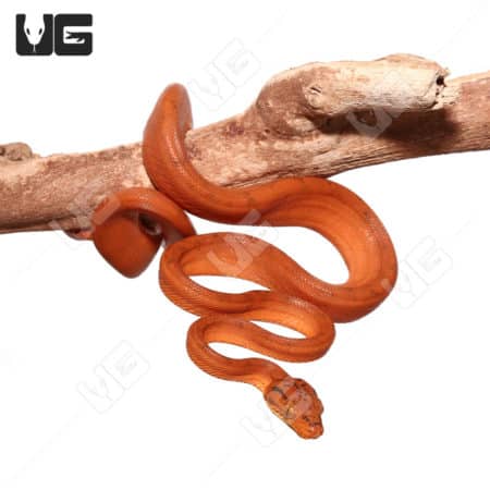 Yearling Orange Amazon Tree Boa (Corallus hortulanus)