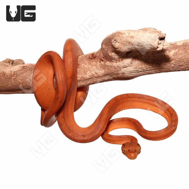Baby Amazon Tree Boas For Sale Underground Reptiles