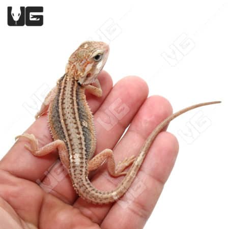 Baby Pied Genetic Stripe Translucent Bearded Dragon on hand.