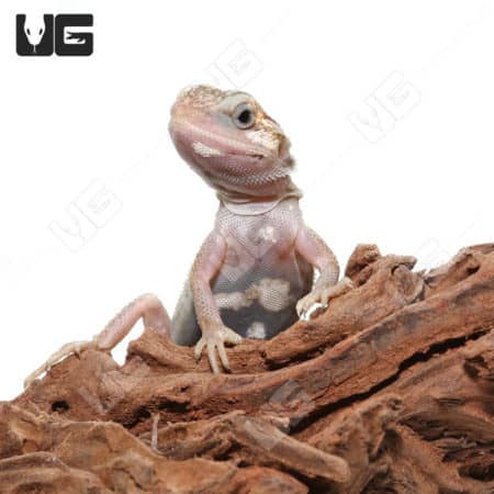 Baby Pied Genetic Stripe Translucent Bearded Dragon in natural habitat.