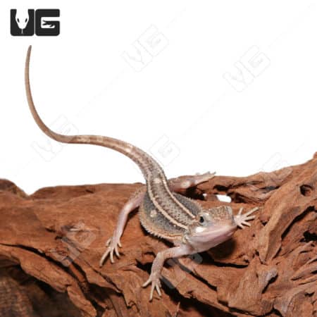 Baby Pied Genetic Stripe Translucent Bearded Dragon on wood.
