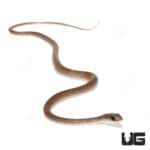 Baby West African Whip Snake (Psammophis afroccidentalis)