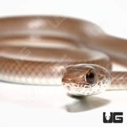Baby West African Whip Snake (Psammophis afroccidentalis)