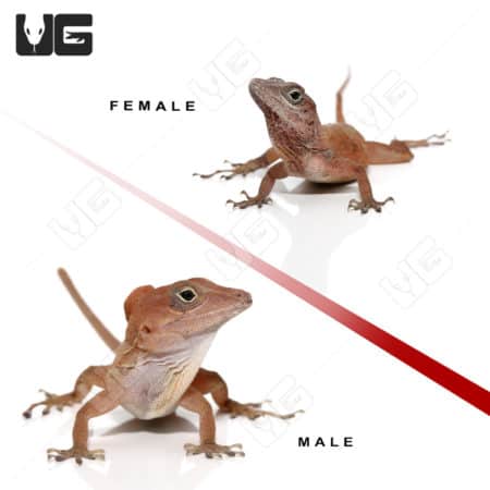 Pair of Crested Anoles (Anolis sagrei)