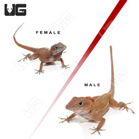 Pair of Crested Anoles (Anolis sagrei)