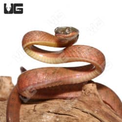 Black-Headed Cat Snake (Boiga Nigriceps) For Sale - Underground Reptiles