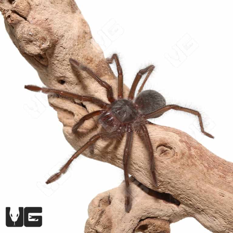 Blondi Goliath Birdeater Tarantula (Theraphosa blondi) For Sale