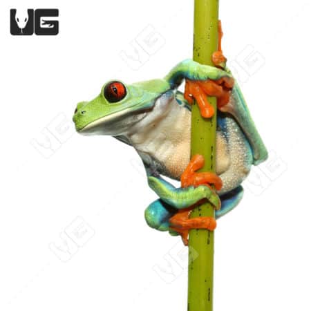 Frosted Blue Red Eye Tree Frog(Agalychnis callidryas) For Sale - Underground Reptiles