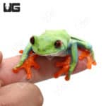 Frosted Blue Red Eye Tree Frog(Agalychnis callidryas) For Sale - Underground Reptiles