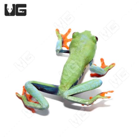 Frosted Blue Red Eye Tree Frog(Agalychnis callidryas) For Sale - Underground Reptiles