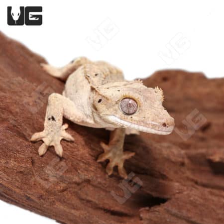 Juvenile Brindled Dalmation Crested Gecko (Correlophus ciliatus)