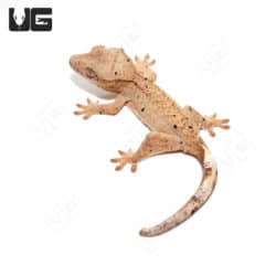 Juvenile Brindled Dalmation Crested Gecko (Correlophus ciliatus)
