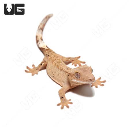 Juvenile Brindled Dalmation Crested Gecko (Correlophus ciliatus)