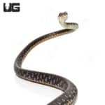 Painted Bronzeback Snake (Dendrelaphis pictus)