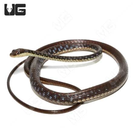 Painted Bronzeback Snake (Dendrelaphis pictus)