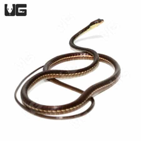Painted Bronzeback Snake (Dendrelaphis pictus)