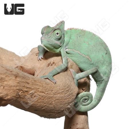 Veiled Chameleon on branch, showcasing vibrant green color and distinctive casque.