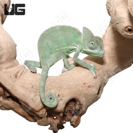 Green veiled chameleon perched on a tree branch, close-up view.
