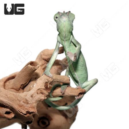 Veiled Chameleon, 5-7 inch, healthy and vibrant, perfect for reptile enthusiasts.